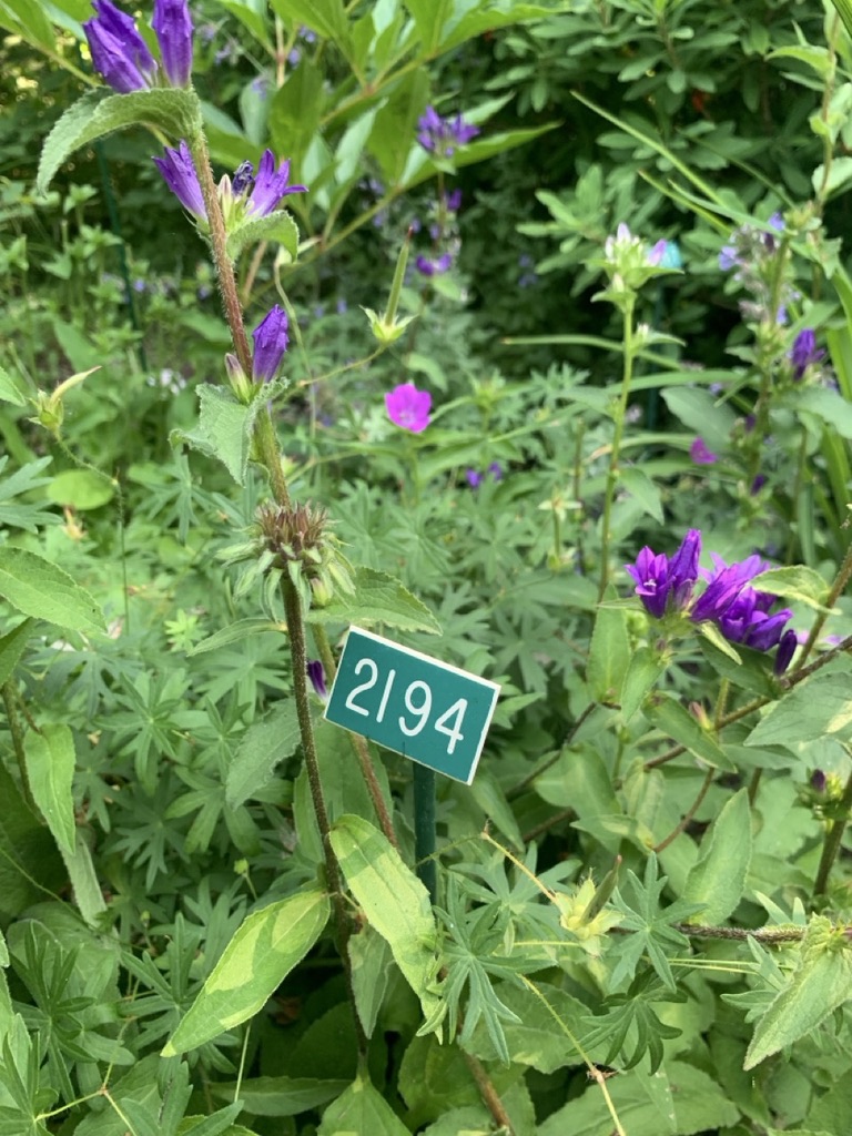 Image de la plante
