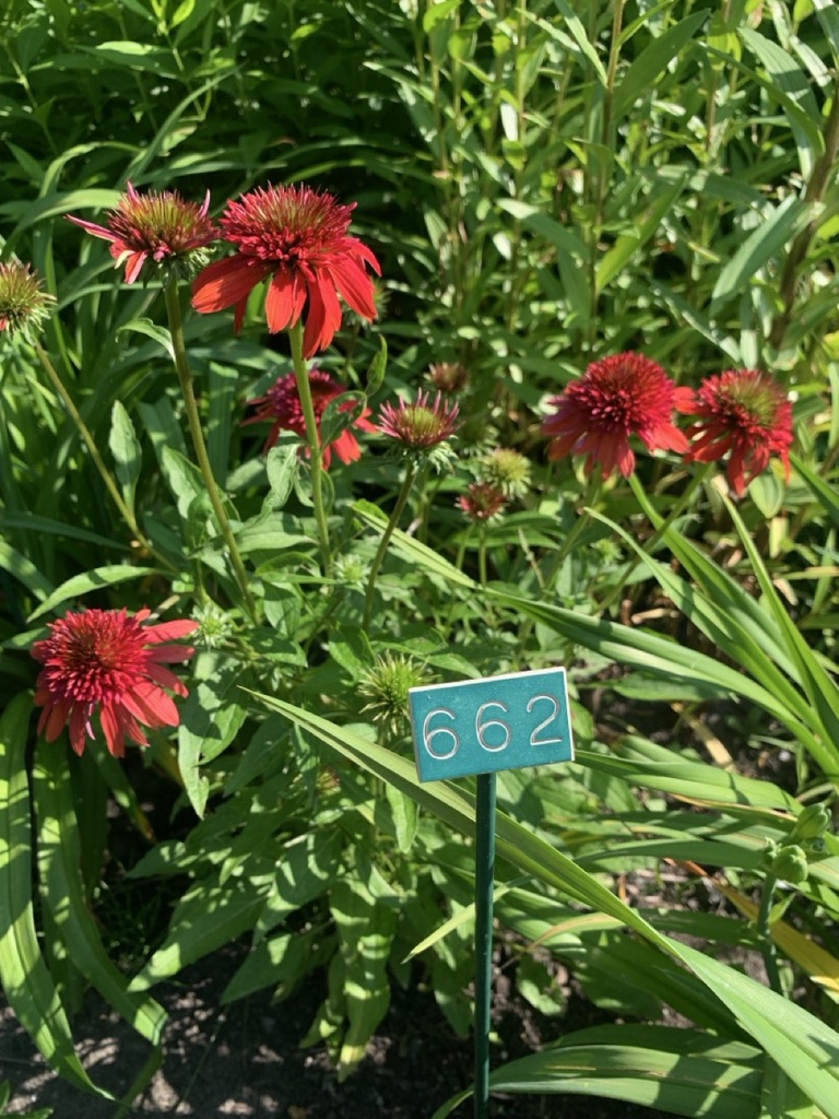 Image de la plante