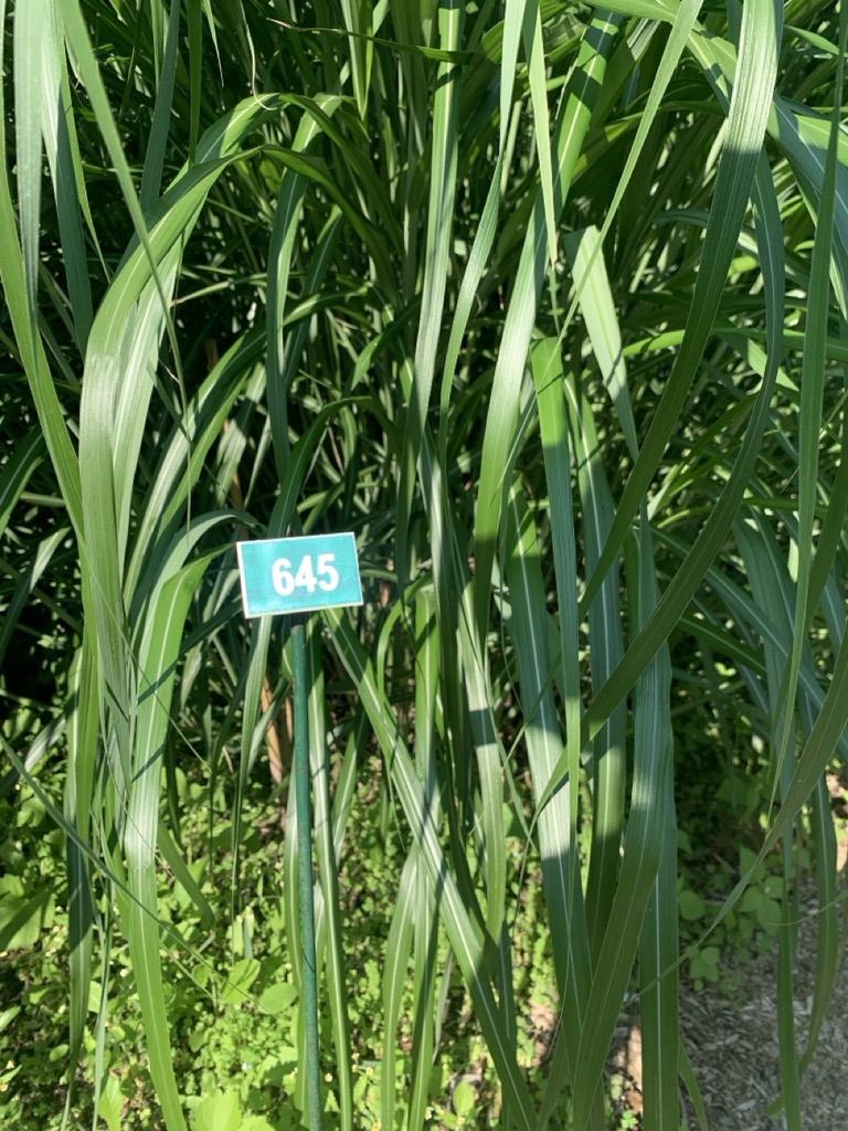 Image de la plante