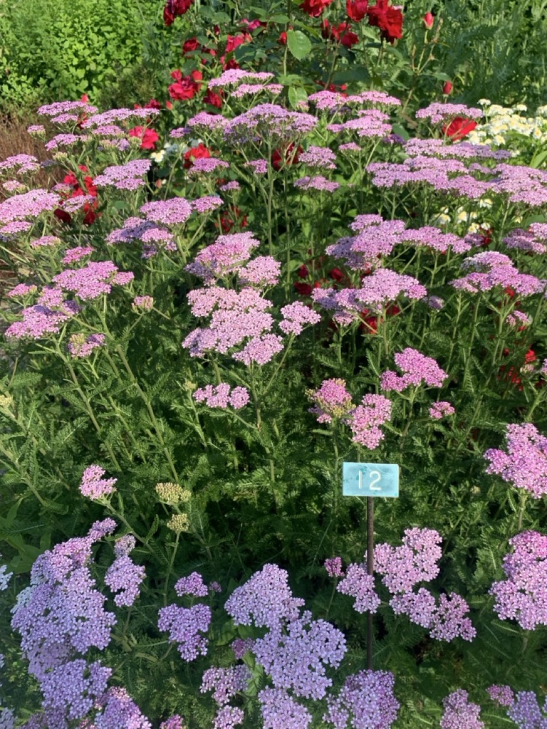 Image de la plante