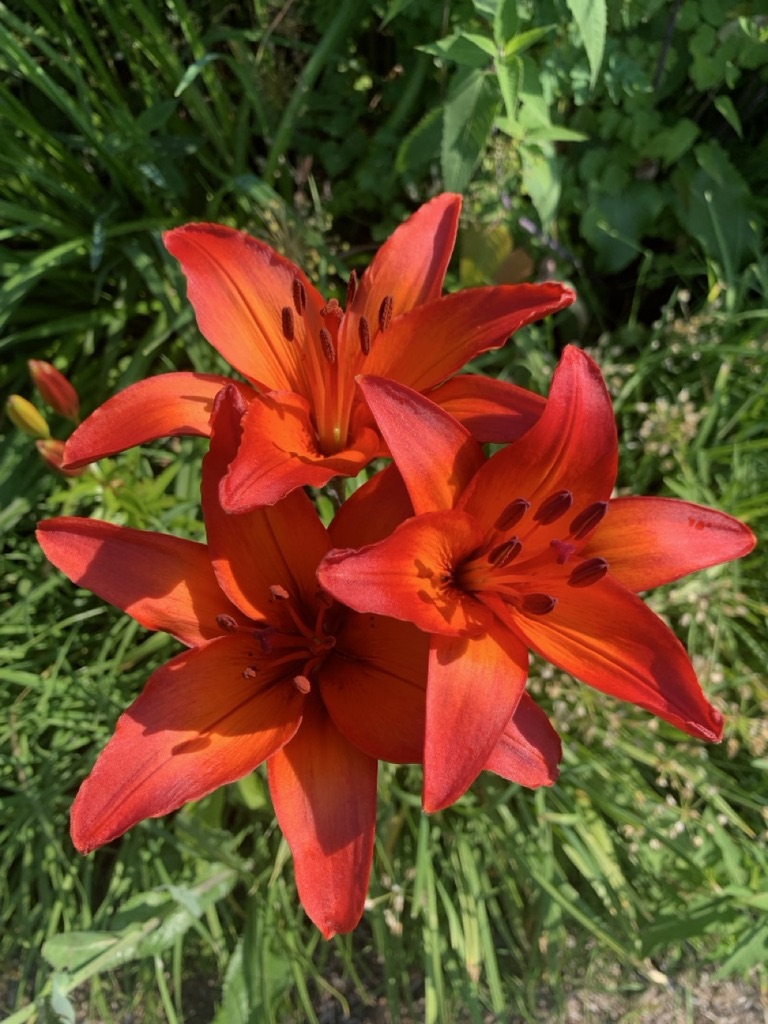 Image de la plante