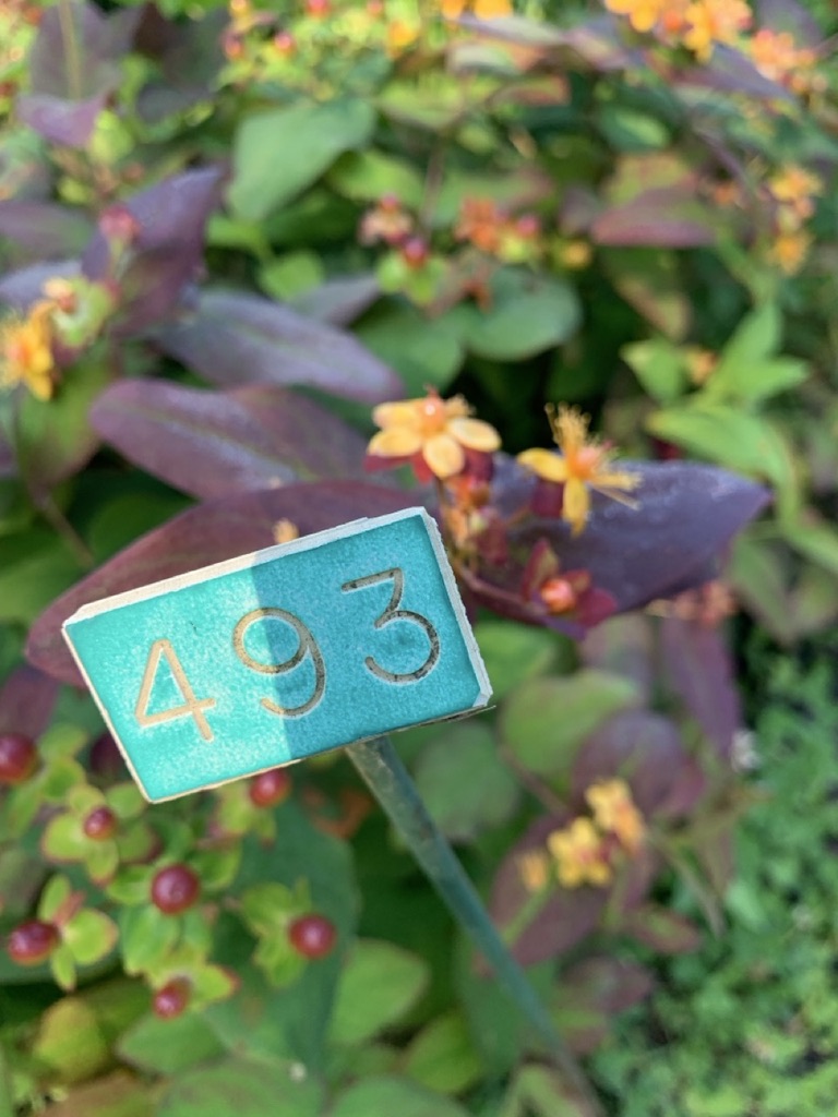 Image de la plante