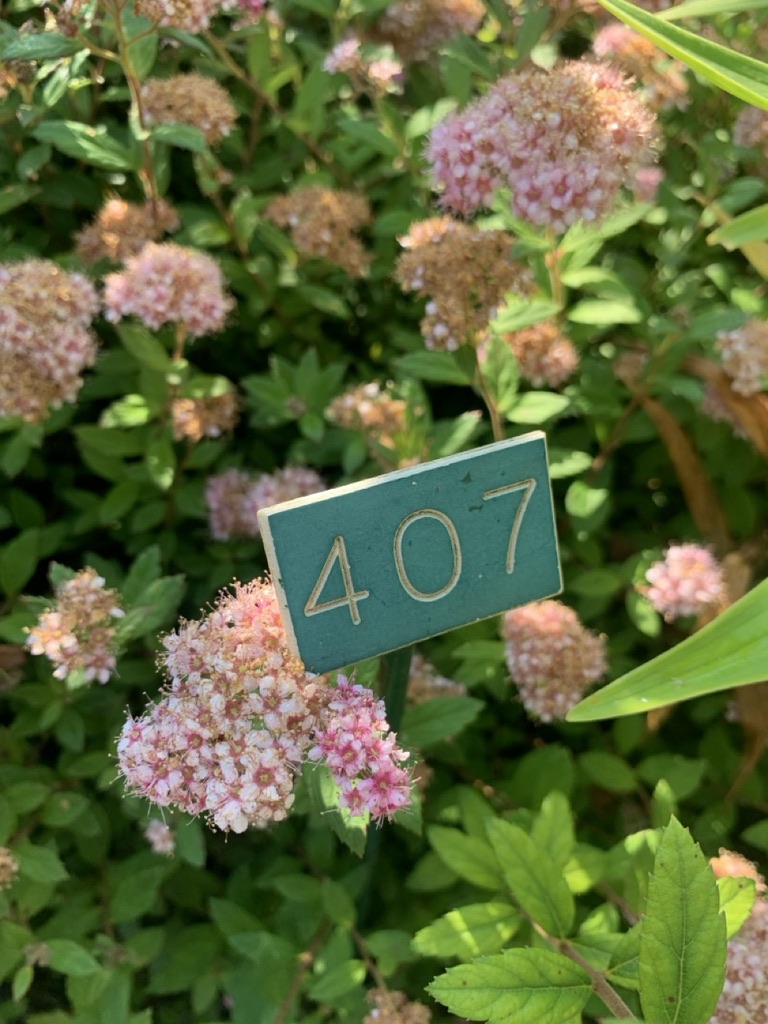 Image de la plante