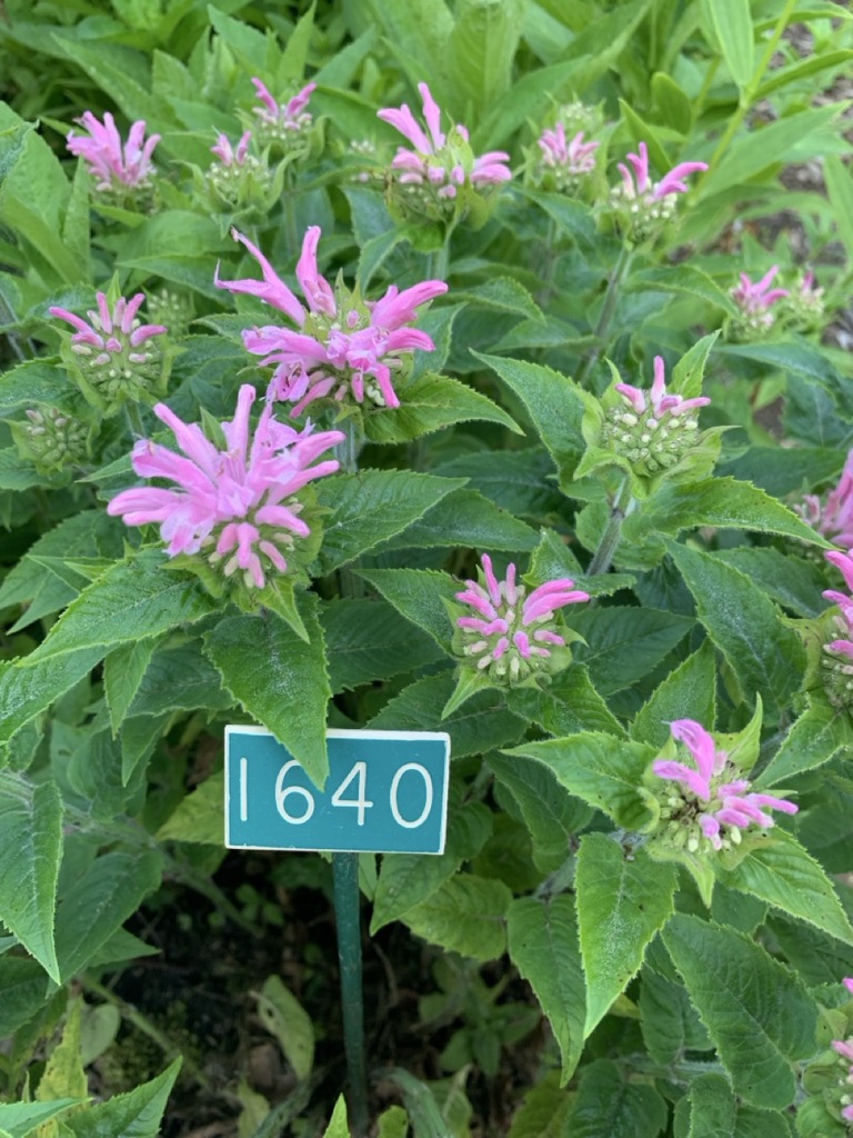 Image de la plante