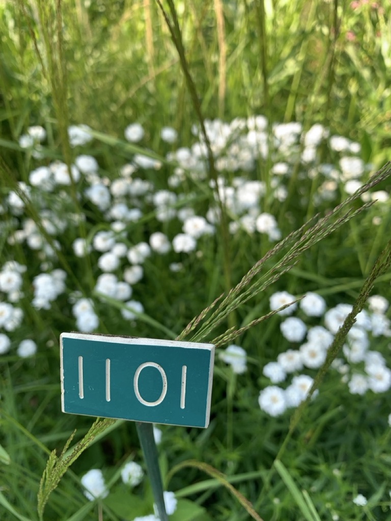 Image de la plante