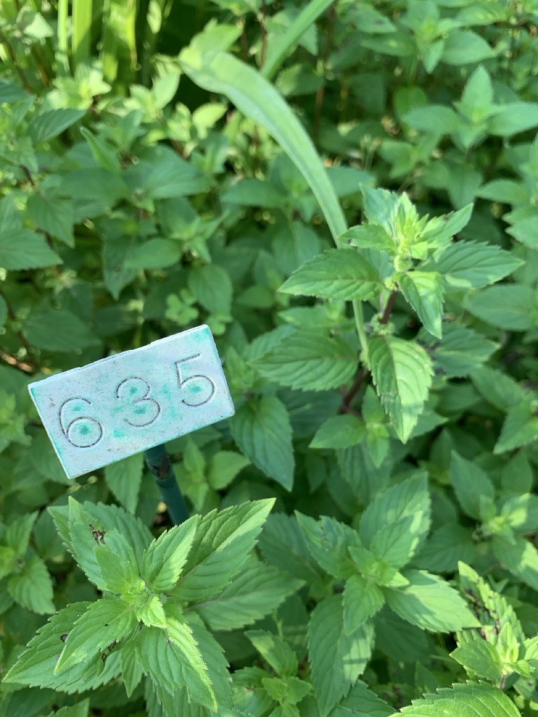 Image de la plante