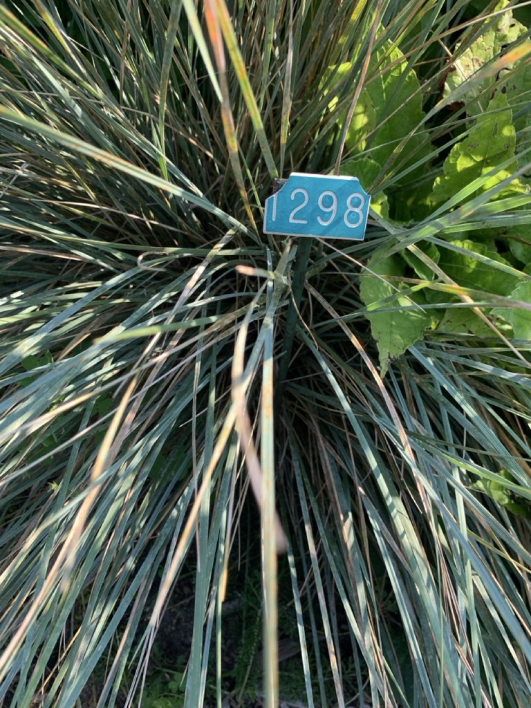 Image de la plante