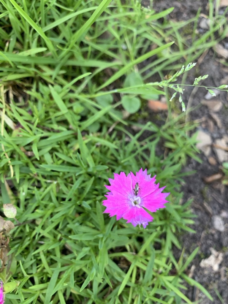 Image de la plante