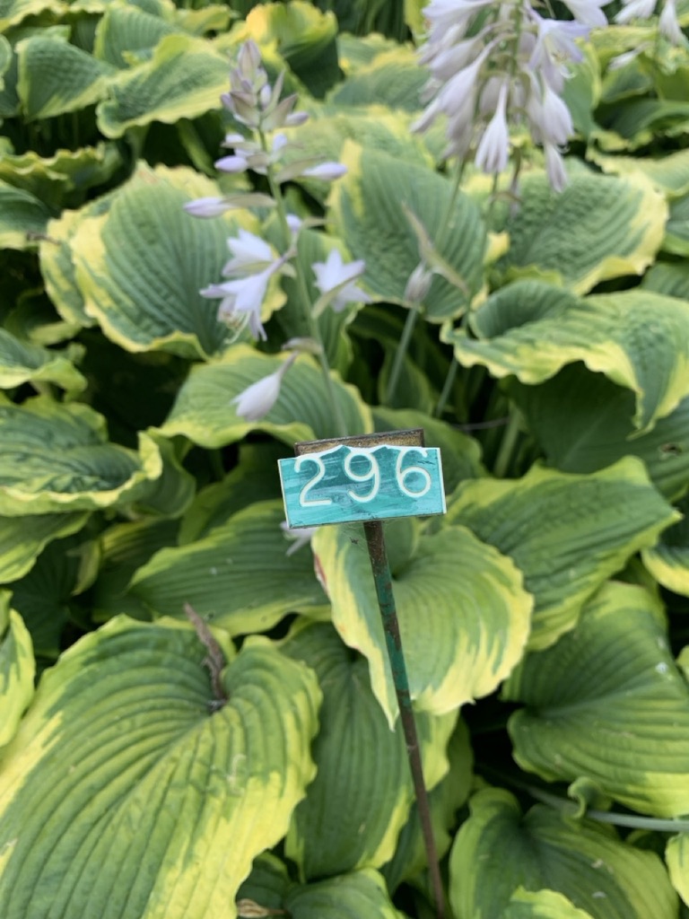 Image de la plante