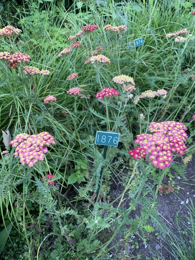 Image de la plante