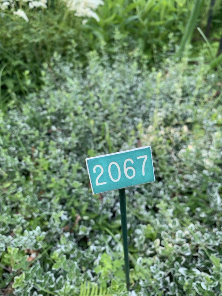 Image de la plante
