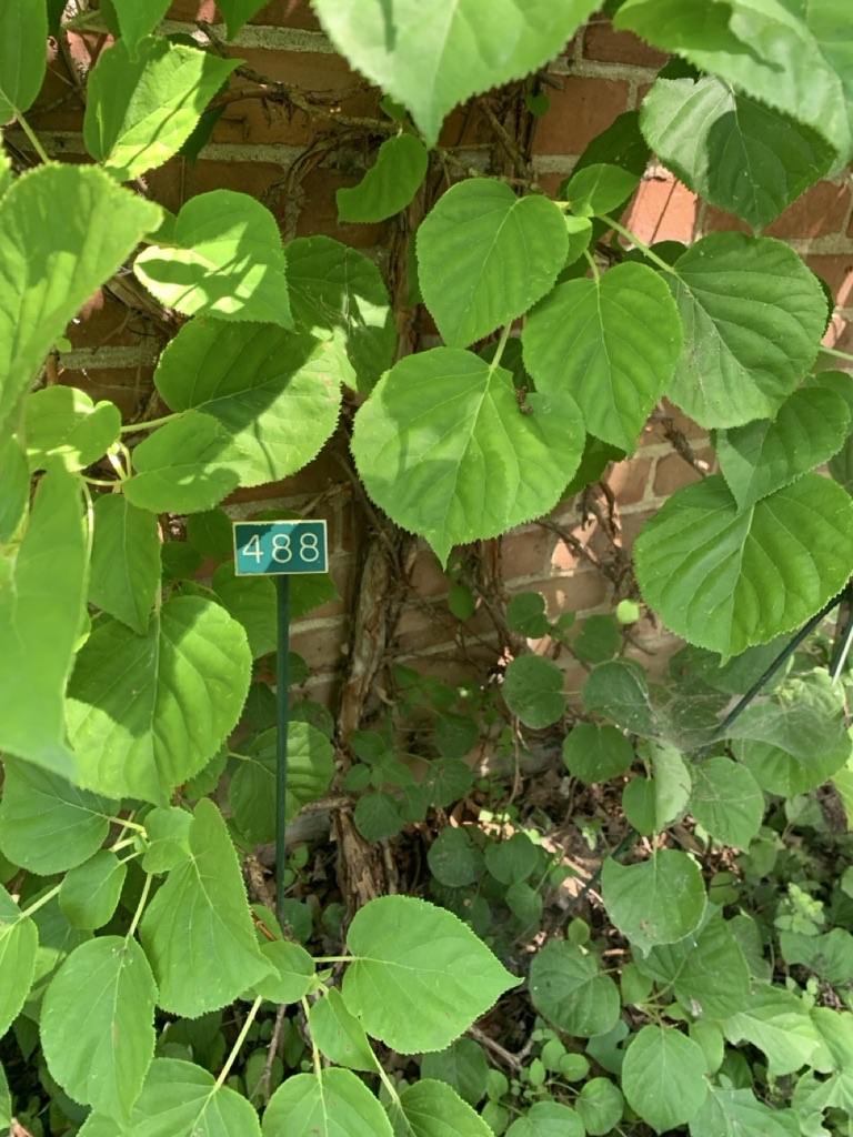 Image de la plante