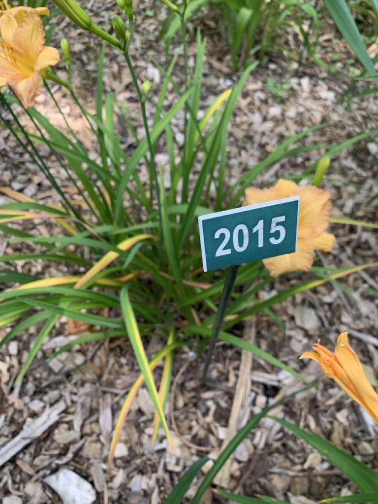 Image de la plante