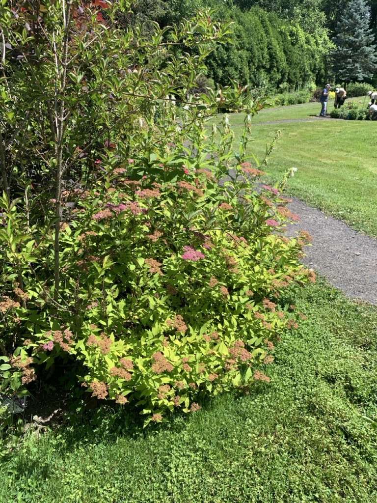 Image de la plante