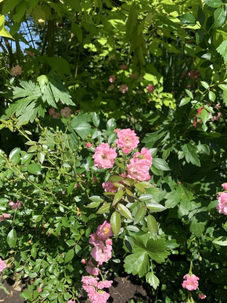 Image de la plante