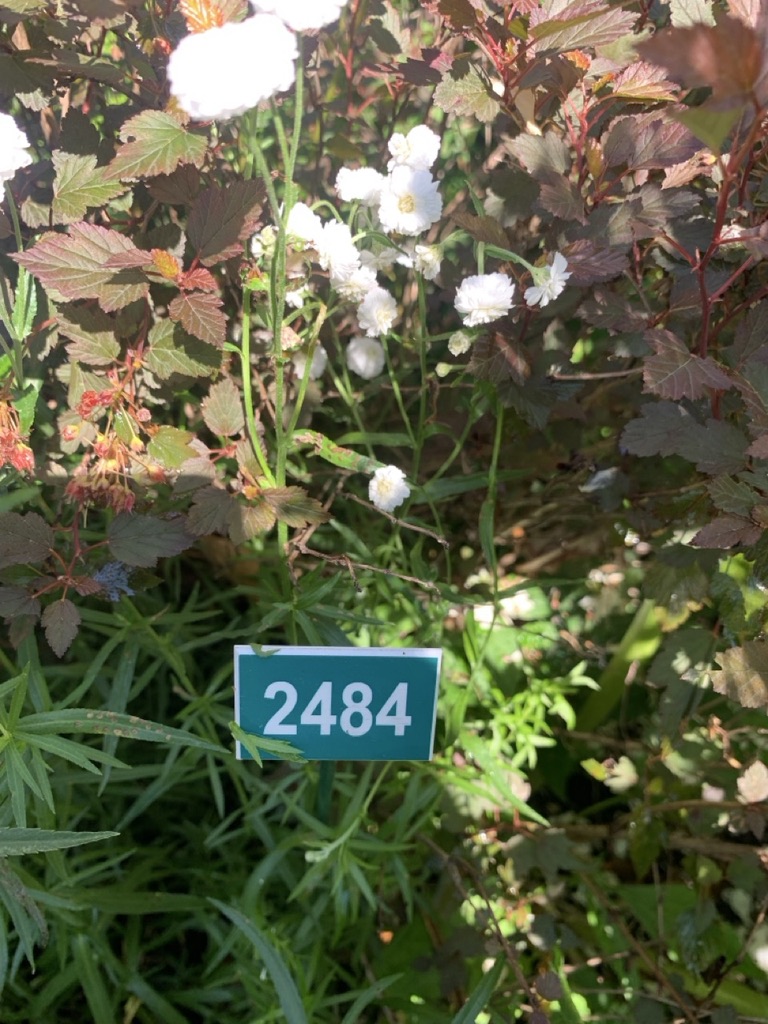 Image de la plante