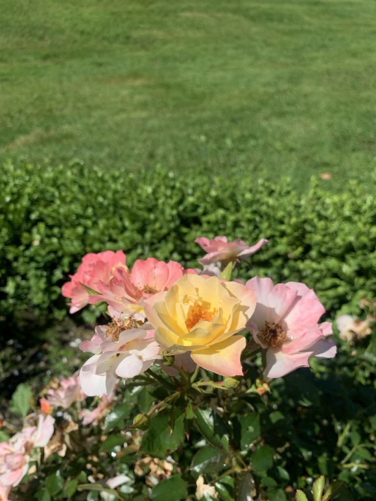 Image de la plante