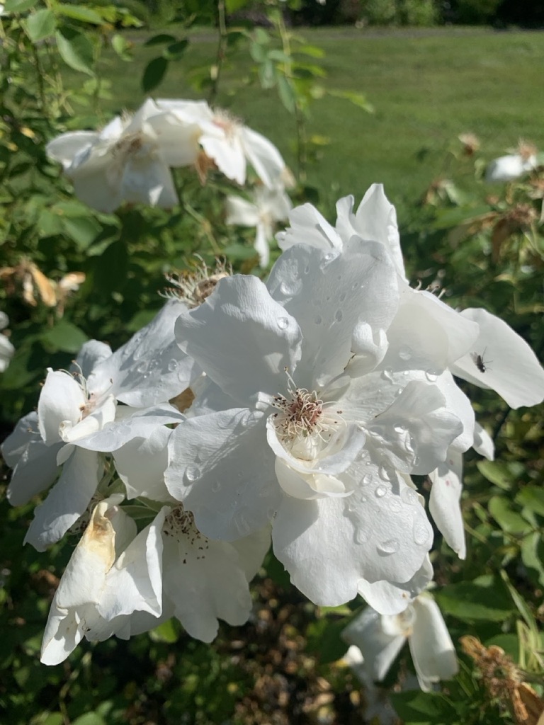 Image de la plante