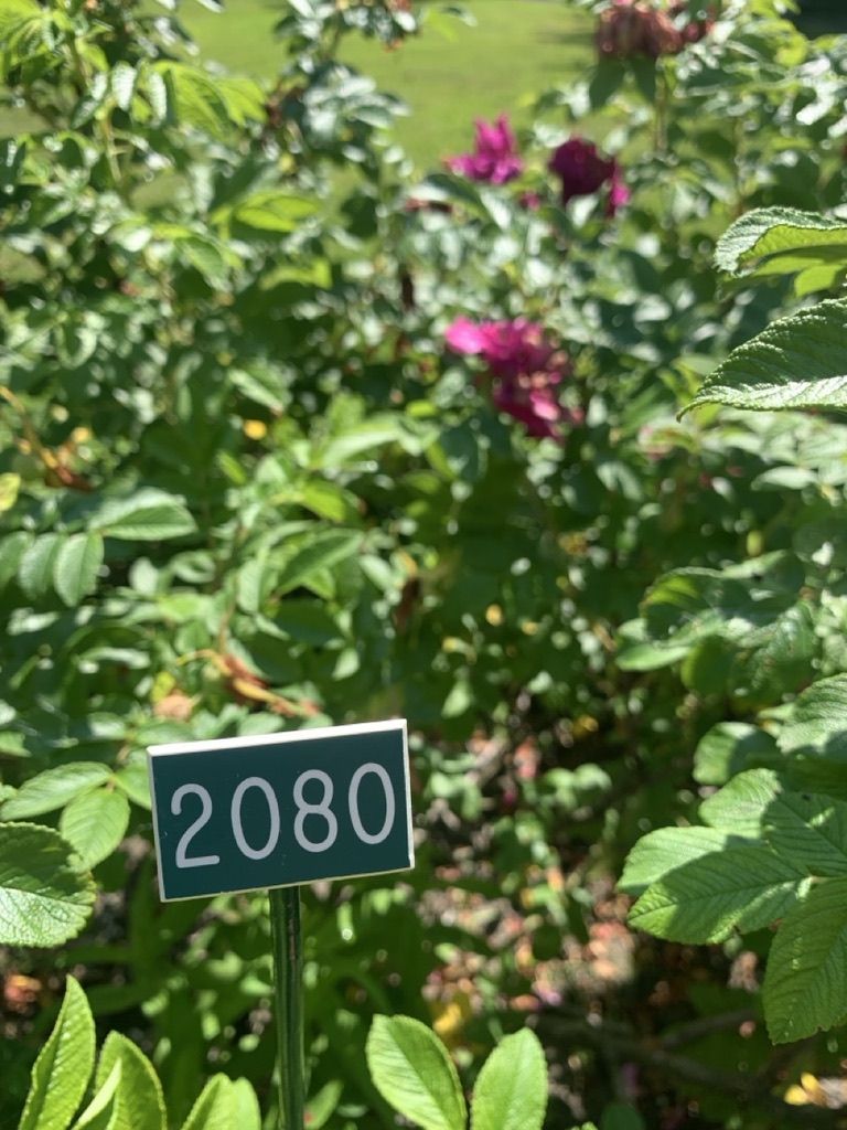 Image de la plante