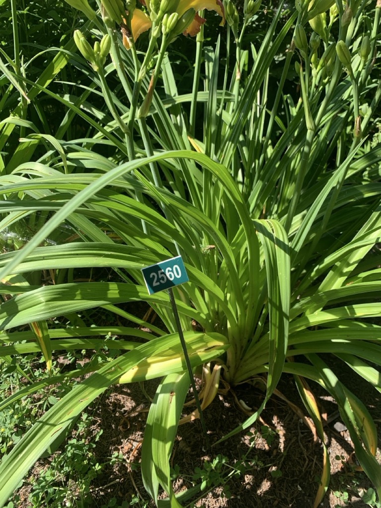 Image de la plante