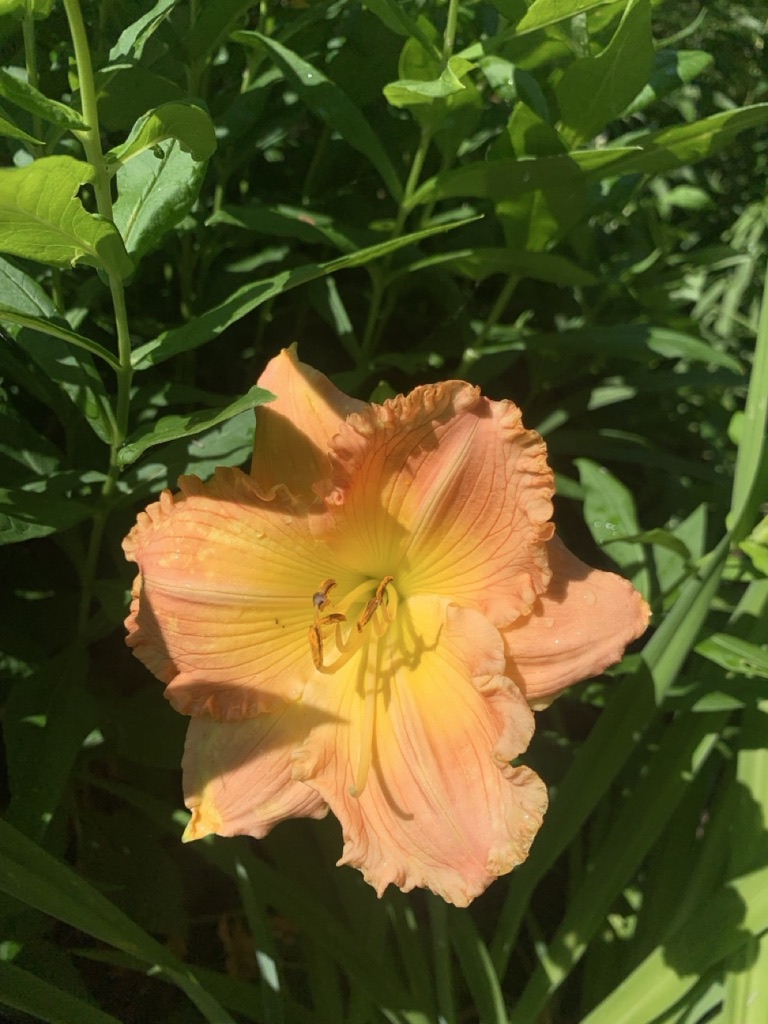 Image de la plante