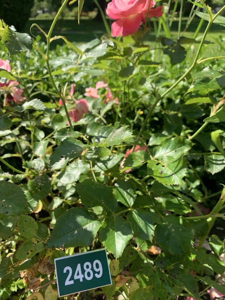 Image de la plante