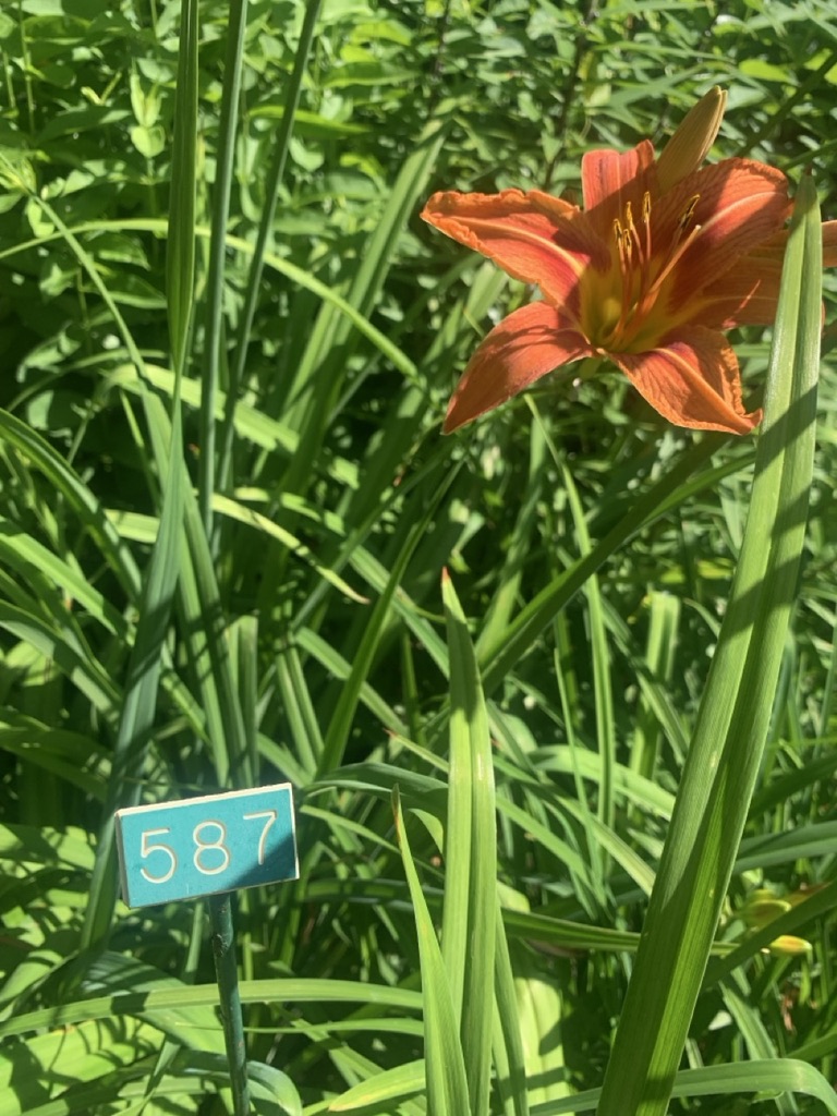 Image de la plante
