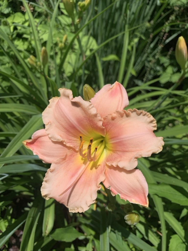 Image de la plante