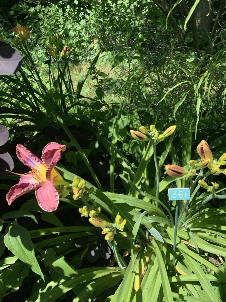 Image de la plante