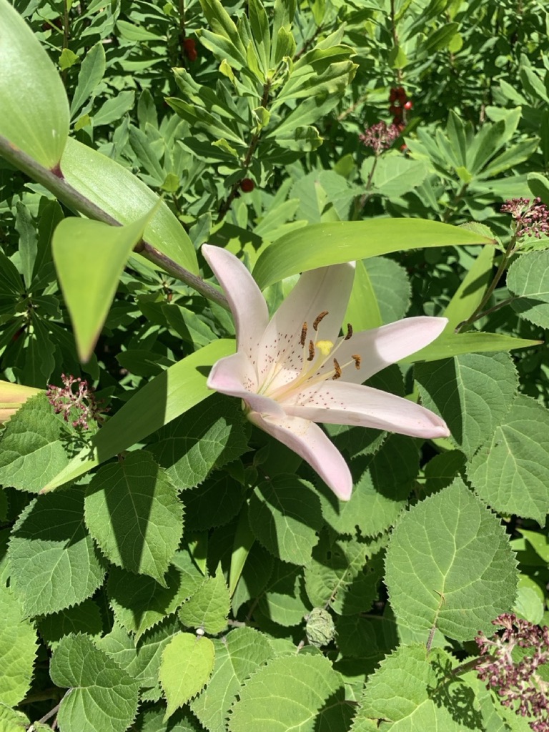 Image de la plante