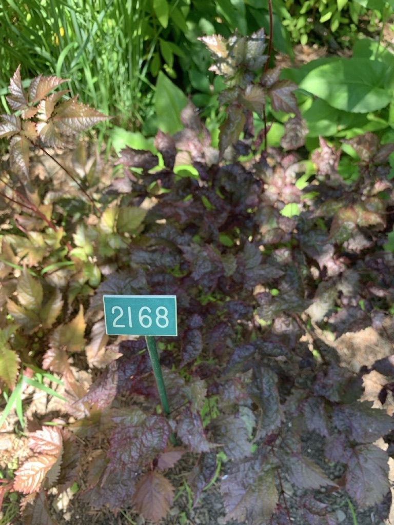 Image de la plante