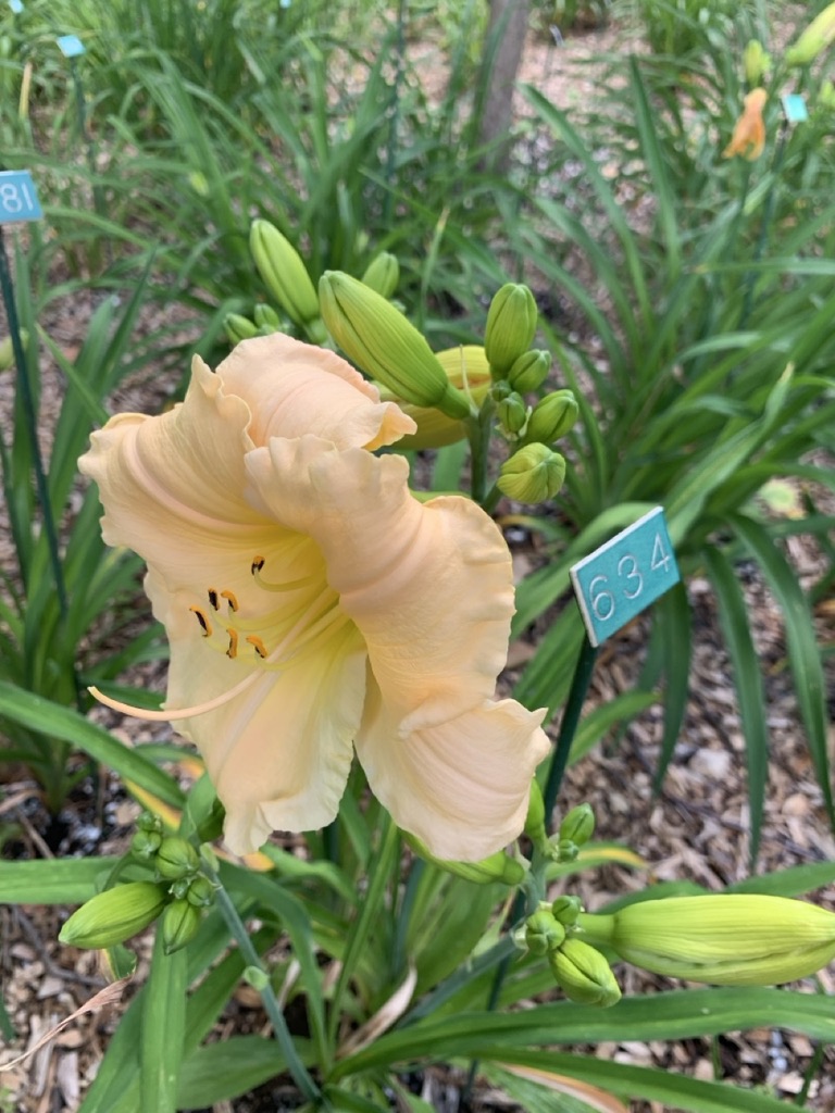 Image de la plante