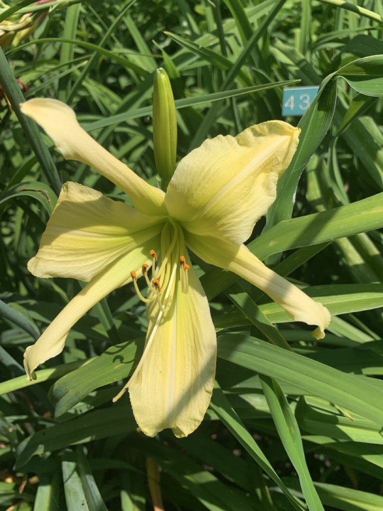 Image de la plante