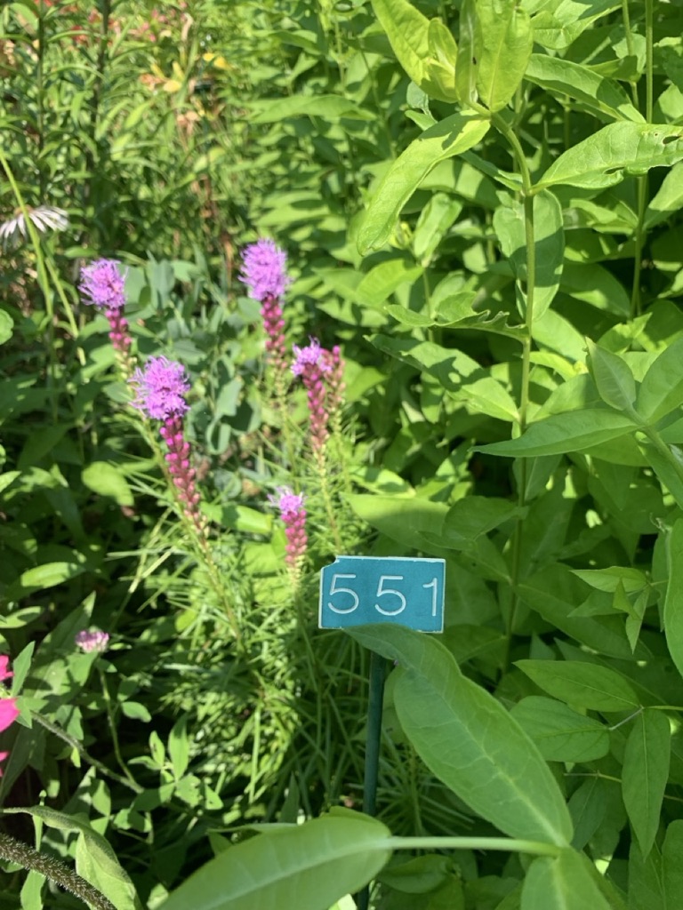Image de la plante