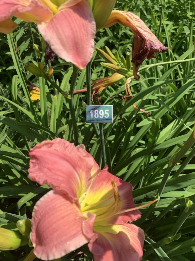 Image de la plante