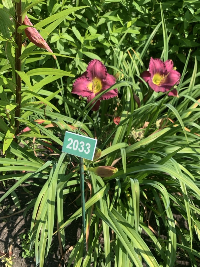 Image de la plante