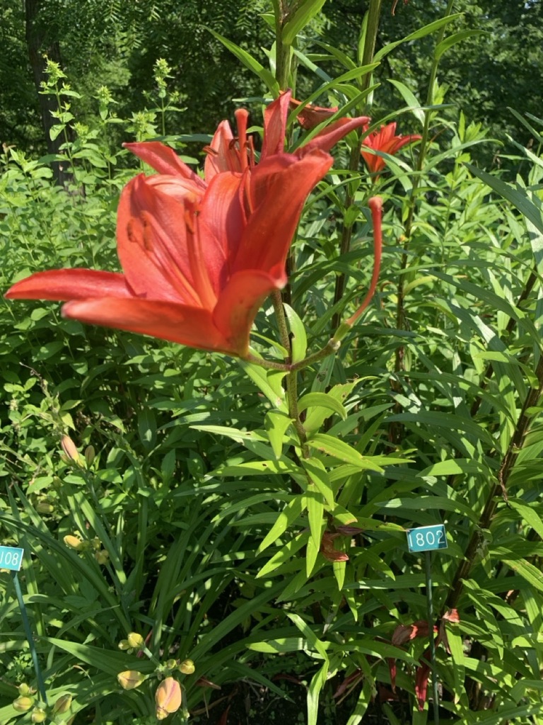 Image de la plante