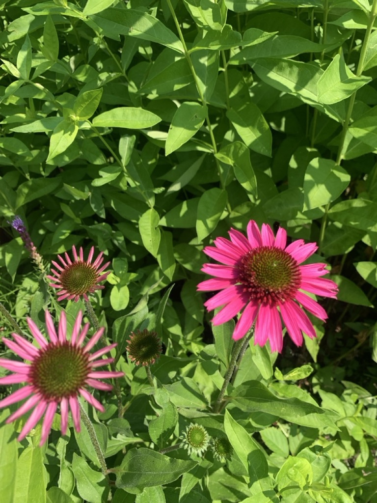 Image de la plante
