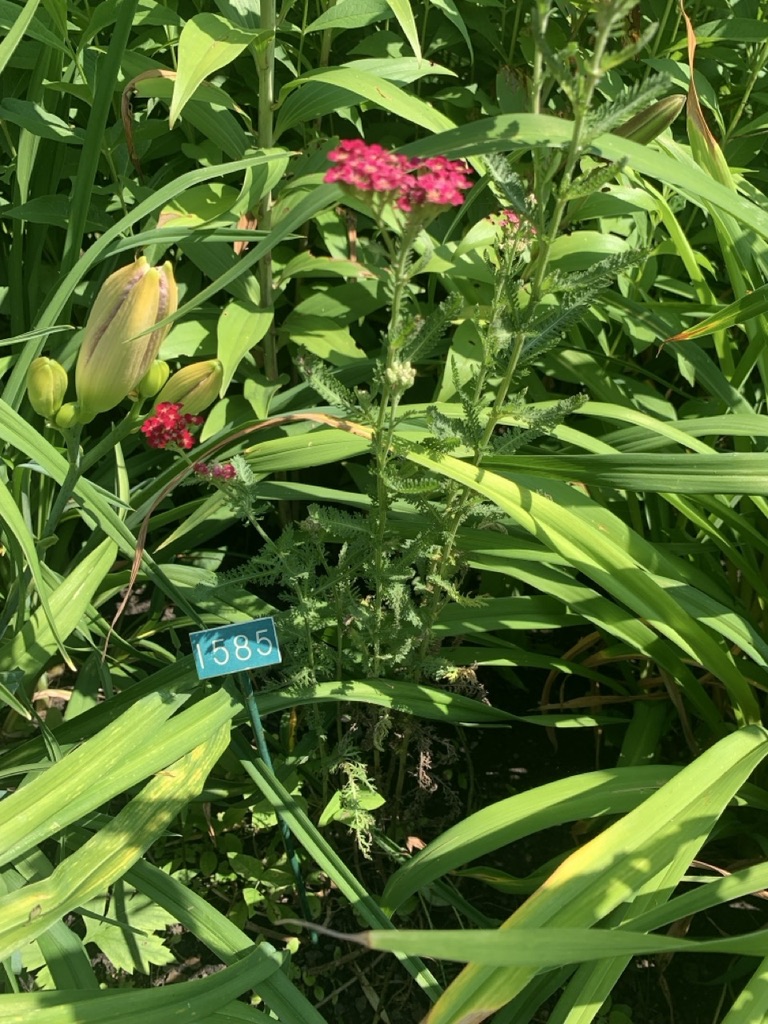 Image de la plante