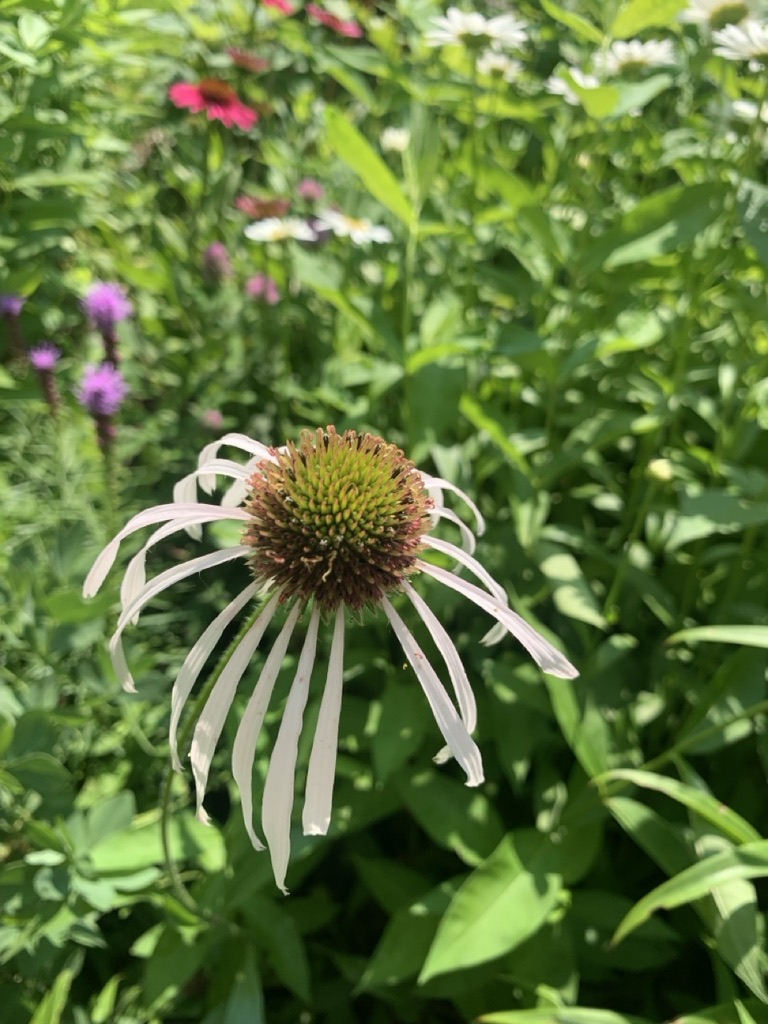 Image de la plante