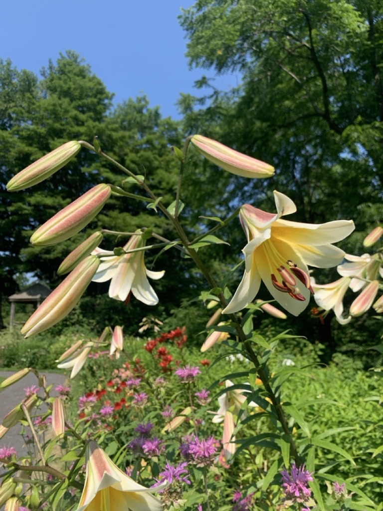 Image de la plante