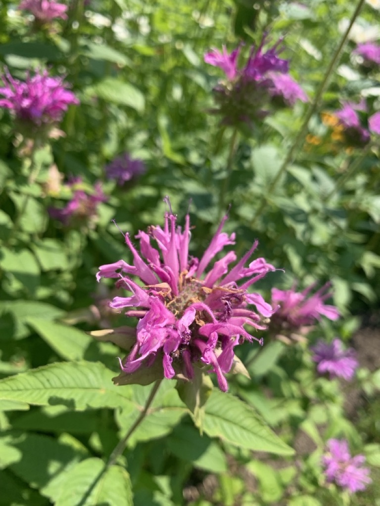 Image de la plante