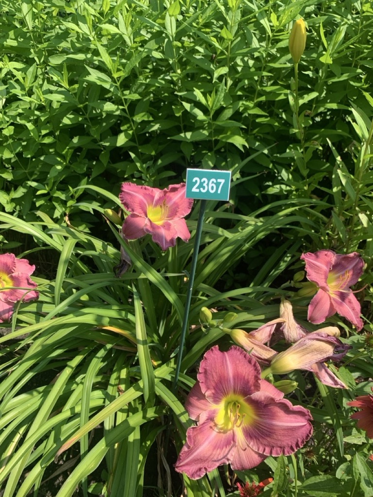 Image de la plante