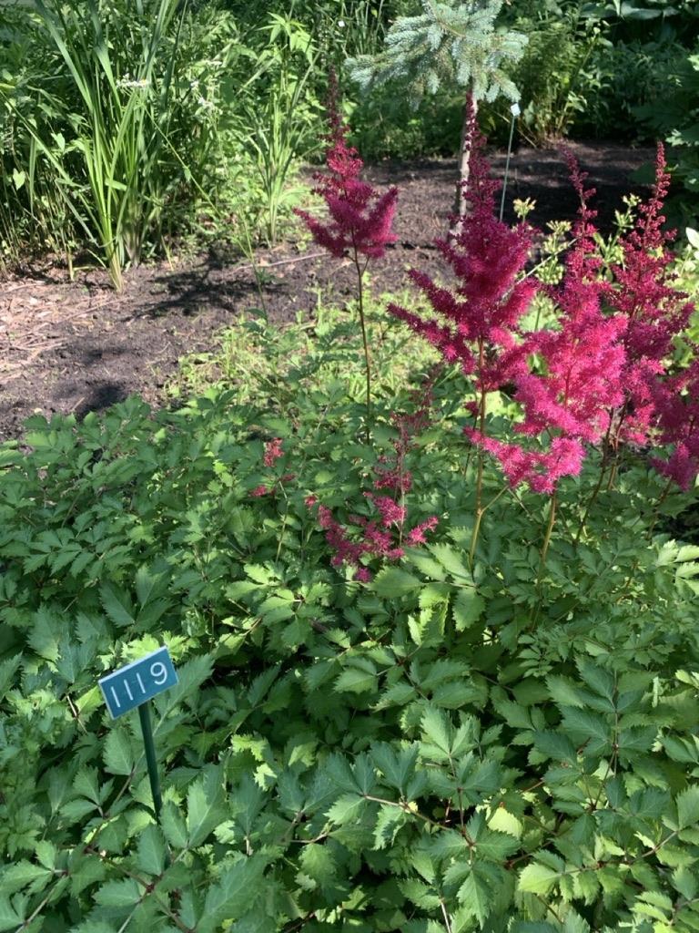 Image de la plante