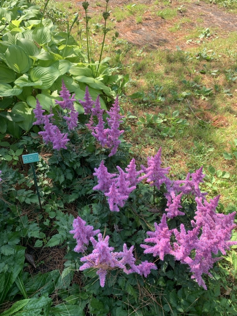 Image de la plante
