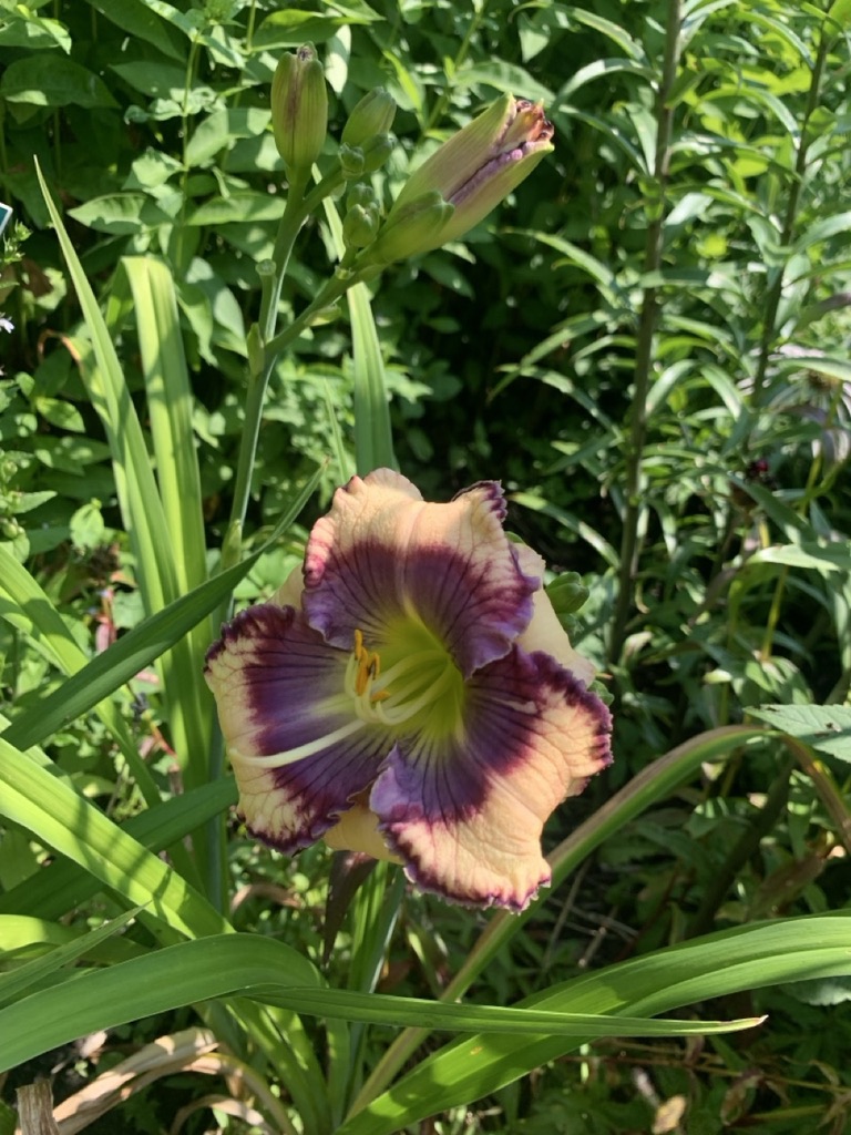 Image de la plante