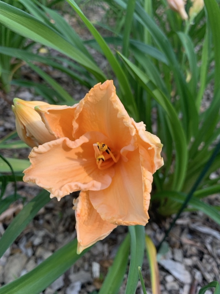 Image de la plante