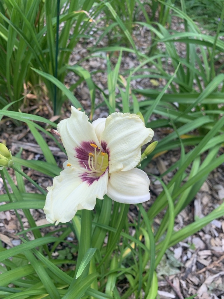 Image de la plante