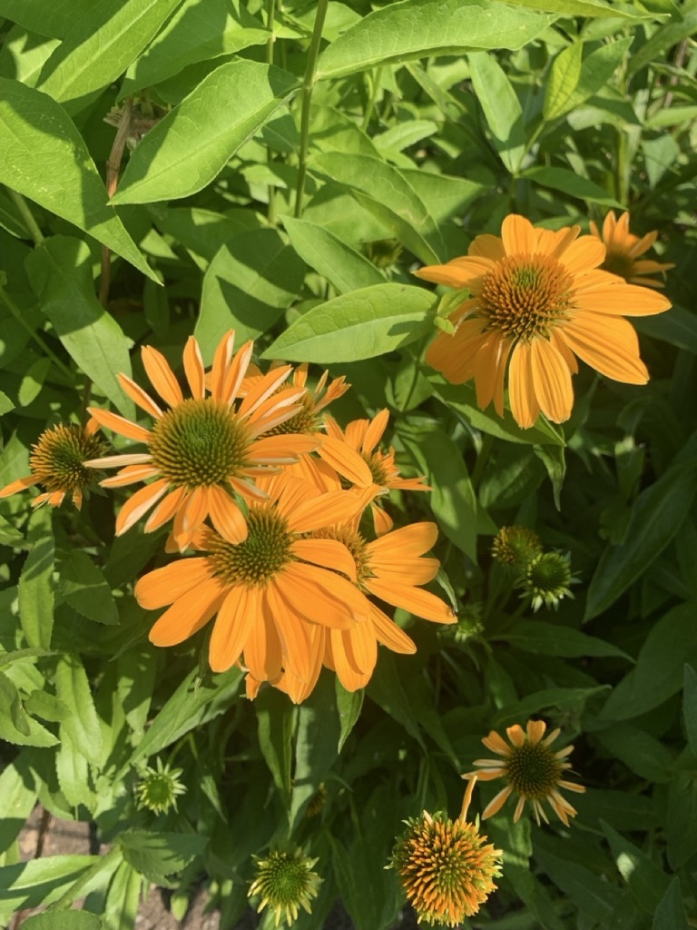 Image de la plante
