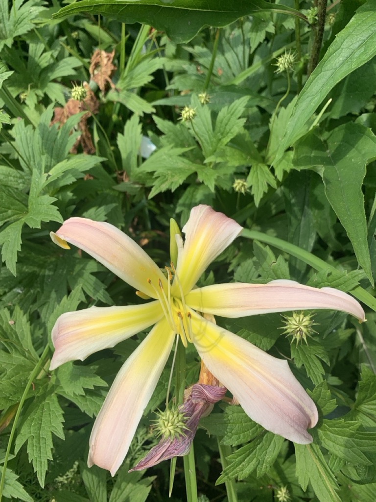 Image de la plante
